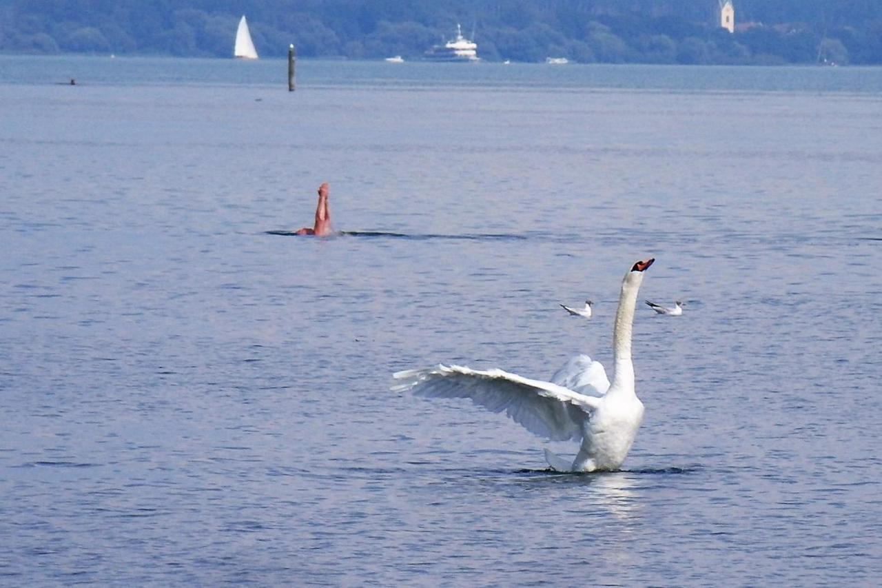 Gaestehaus Zum Landesteg Immenstaad am Bodensee Exteriör bild